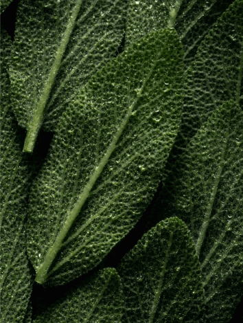 Deep Cleanse Scalp Scrub, Rosemary & Mint 170 ml