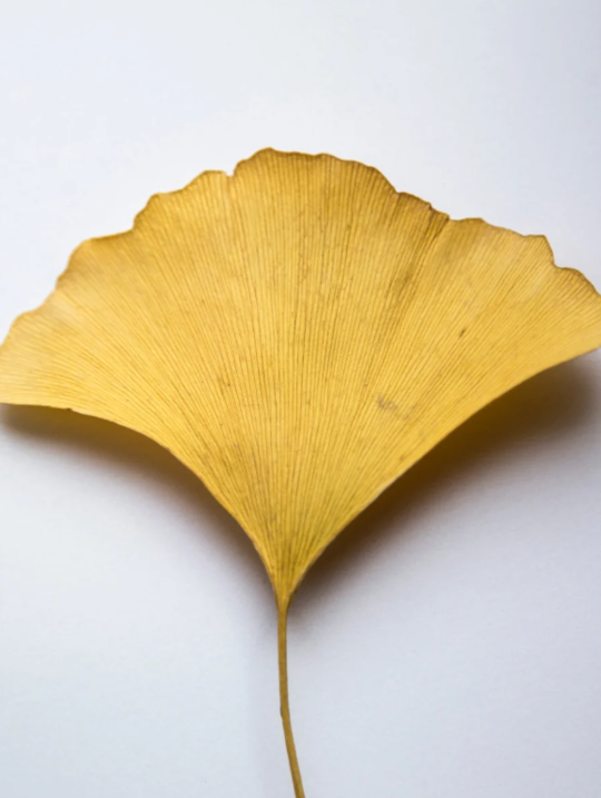 Antioxidant Ginkgo Gel Booster 30 ml