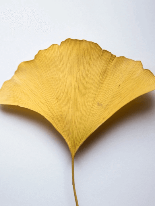 Antioxidant Ginkgo Gel Booster 30 ml