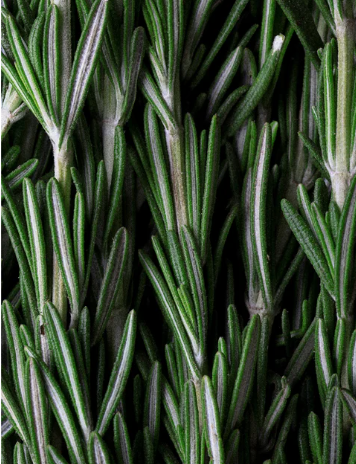 Rosemary Hair & Scalp Strengthening Oil 30 ml