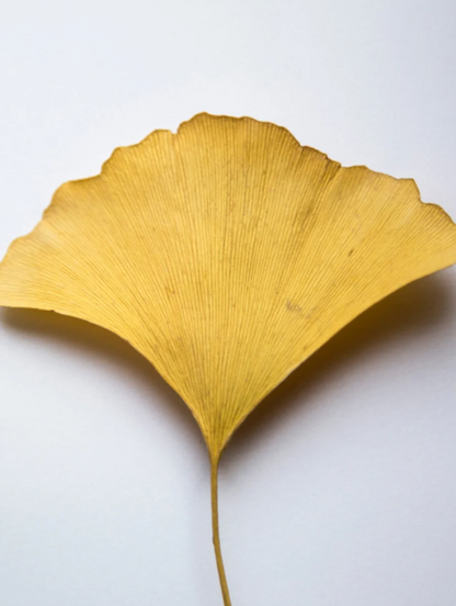Antioxidant Ginkgo Gel Booster 30 ml